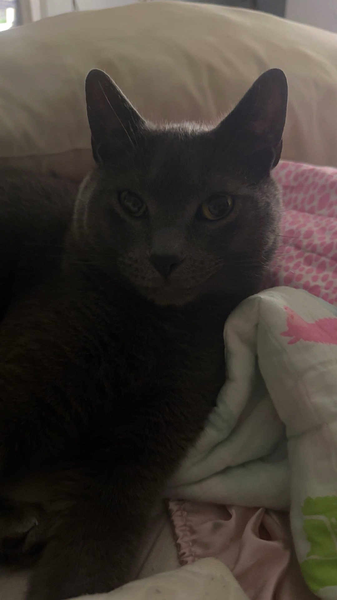 Charlie joined the competition — help win amazing prizes! cat, gray_cat, pet, animal, indoor, bed, blanket, pillow, soft, cozy, feline, resting, closeup, domestic_animal, fur, whiskers, ears, eyes, sleepy, relaxed