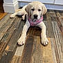 close_up, collar, cute, dog, ears, eyes, flooring, home, indoor, labrador, leash, nose, paws, pet, pink_harness, portrait, puppy, relaxed, white_fur, wood_floor
