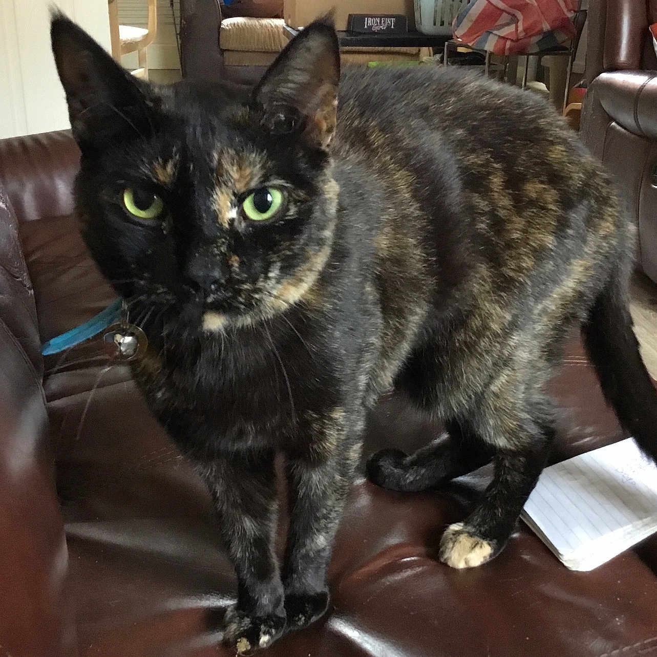 Arya