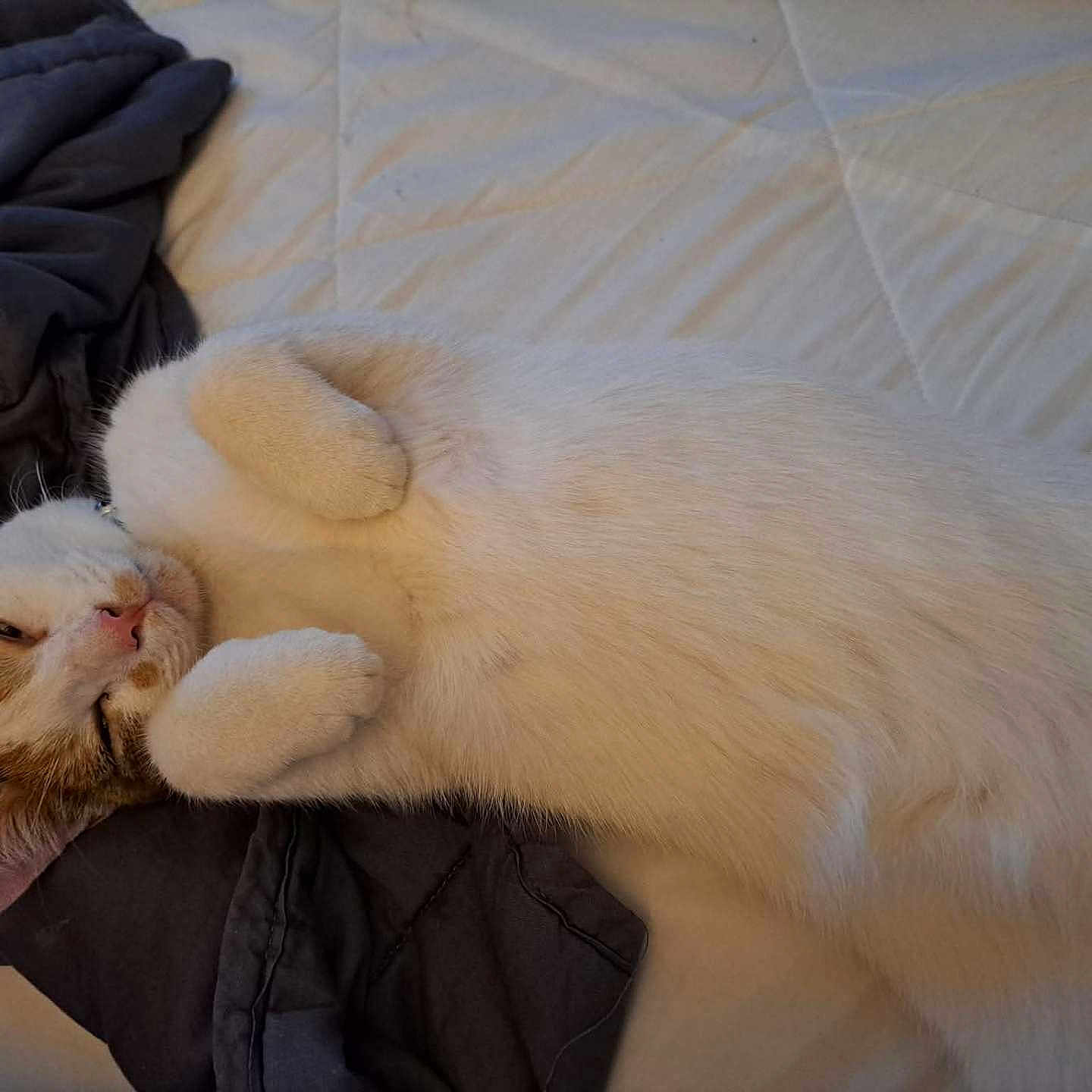 Bella Nucci Capone joined the competition — help win amazing prizes! animal, bed, blanket, calm, cat, cozy, cute, domestic, feline, fur, indoor, light_brown, lying_down, paw, pet, relaxed, resting, sleeping, soft, white