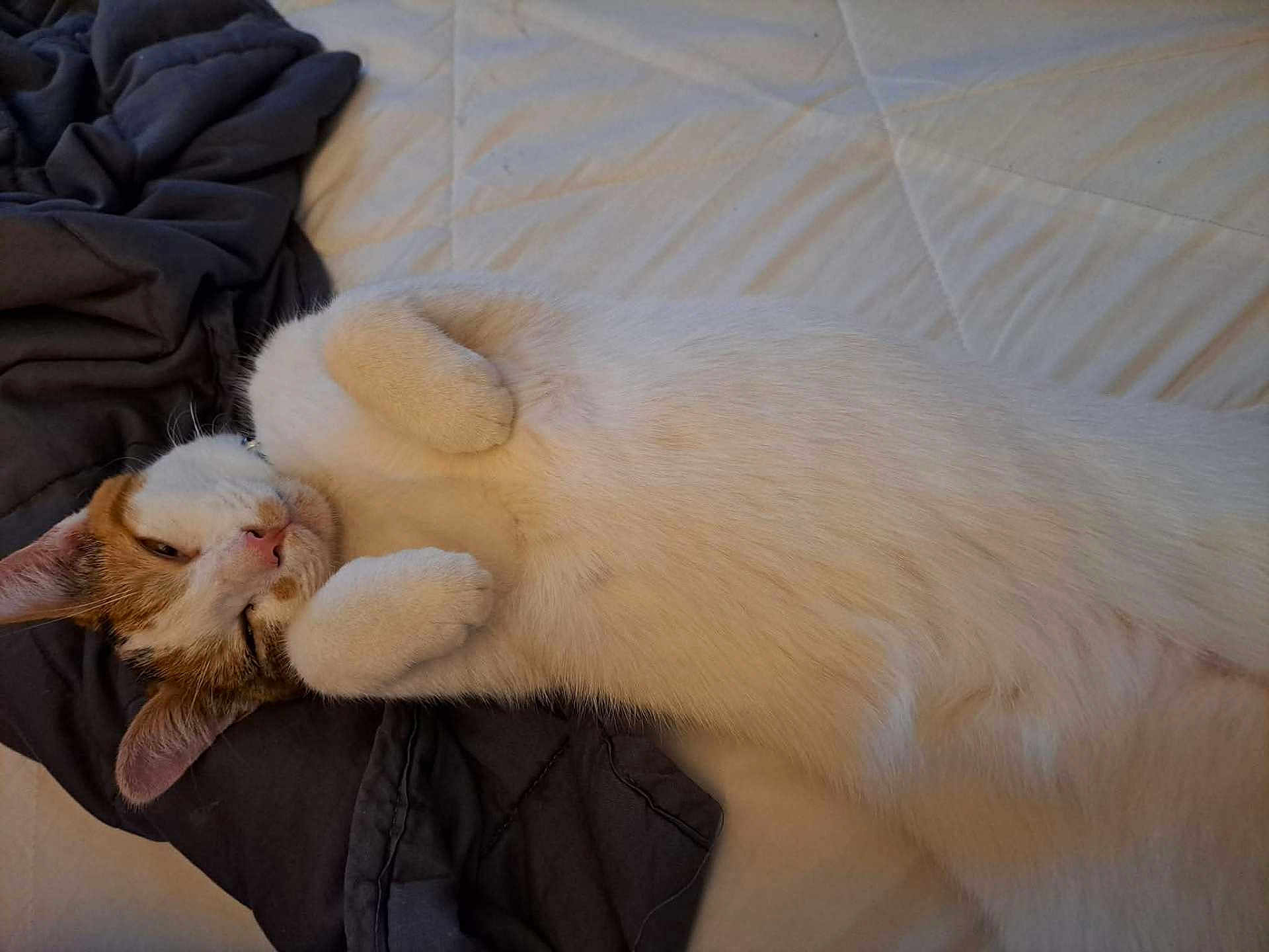 Bella Nucci Capone joined the competition — help win amazing prizes! cat, pet, animal, feline, sleeping, relaxed, bed, blanket, indoor, fur, white, light_brown, cozy, cute, paw, lying_down, domestic, resting, soft, calm