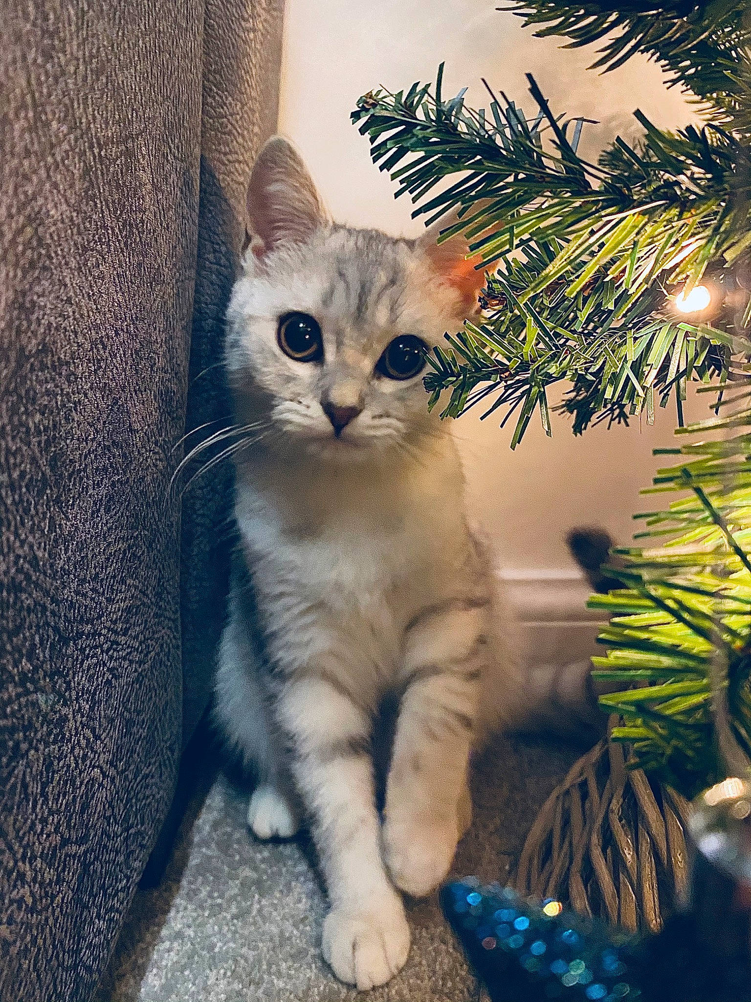 Robyn joined the competition — help win amazing prizes! carnivore, cat, christmas_decoration, christmas_ornament, christmas_tree, event, evergreen, eye, fawn, felidae, grass, holiday_ornament, plant, small_to_medium_sized_cats, snout, tail, tree, twig, whiskers, window