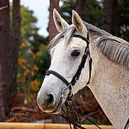 Thizy Mons Z participe au concours pour gagner de l'argent avec cette photo :