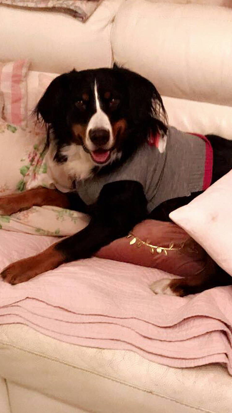 Loka participe au concours pour gagner de l'argent avec cette photo : ball, carnivore, comfort, companion_dog, dog, dog_breed, dog_supply, fur, happy, human_leg, knee, pattern, sitting, sleeve, smile, sporting_group, terrestrial_animal, thigh, working_animal, working_dog