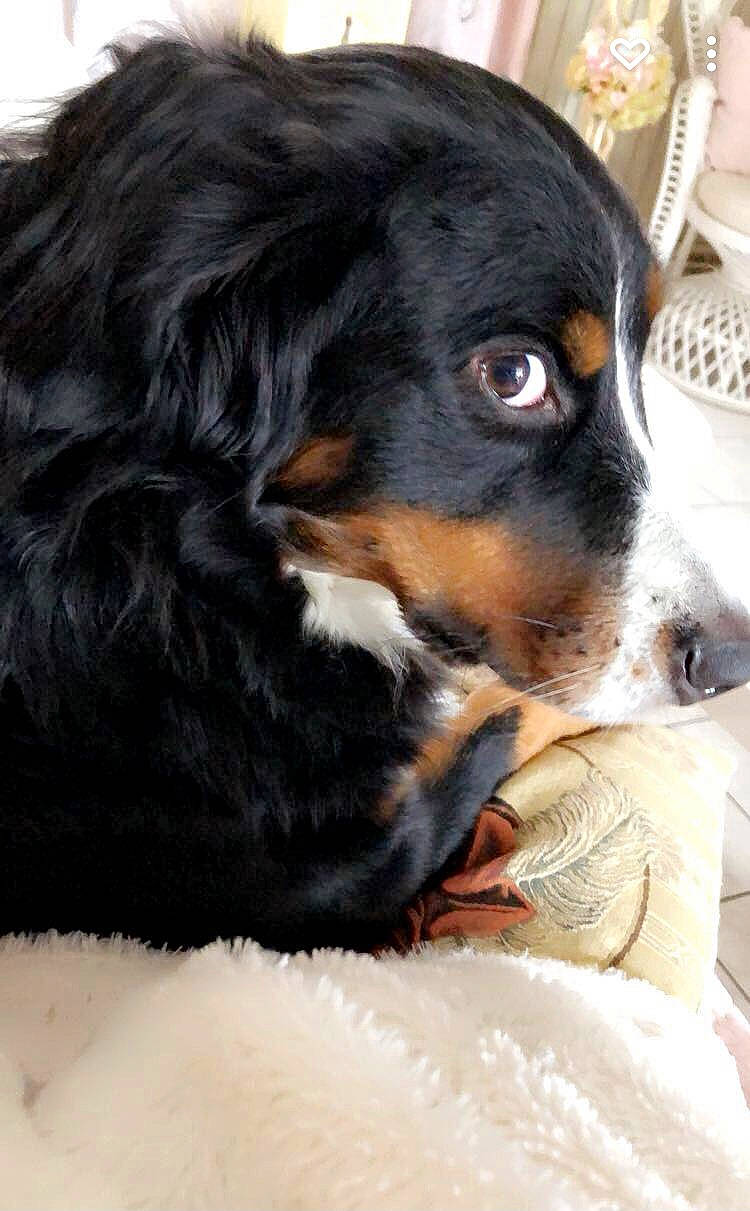 Loka participe au concours pour gagner de l'argent avec cette photo : bernese_mountain_dog, canidae, carnivore, companion_dog, dog, dog_breed, fur, puppy, snout, sporting_group, terrestrial_animal, whiskers, working_animal, working_dog