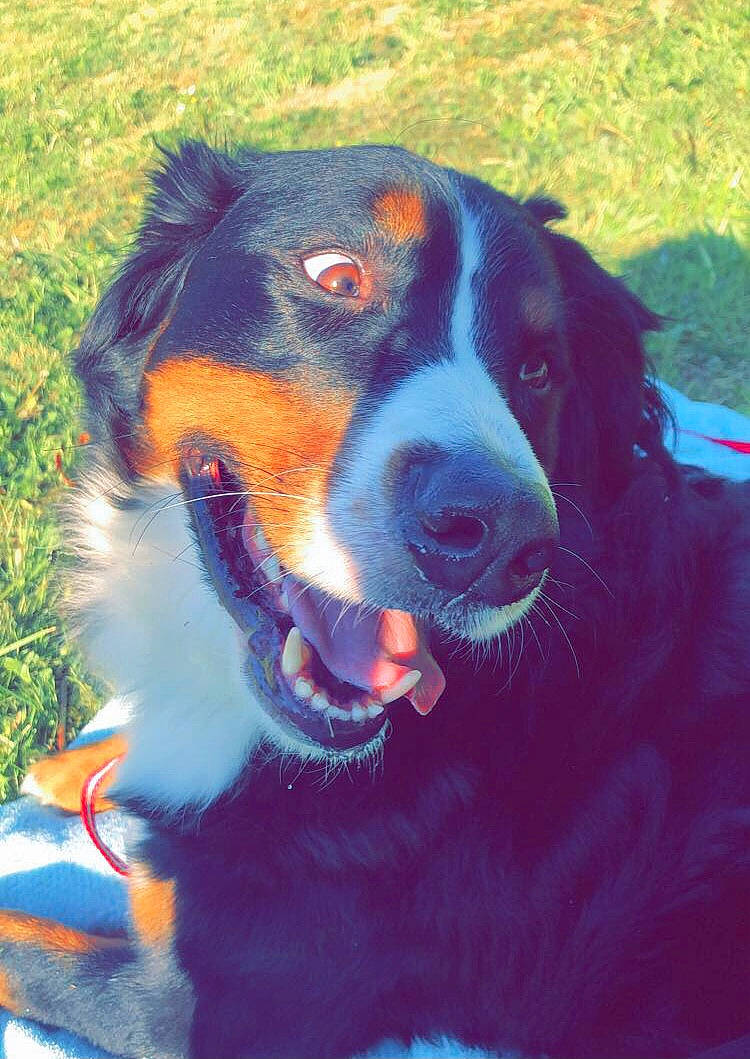 Loka a rejoint le concours — aidez-le/la à gagner de superbes lots ! bernese_mountain_dog, canidae, carnivore, collar, companion_dog, dog, dog_breed, electric_blue, fur, giant_dog_breed, grass, happy, herding_dog, mammal, snout, sporting_group, terrestrial_animal, vertebrate, whiskers, working_dog