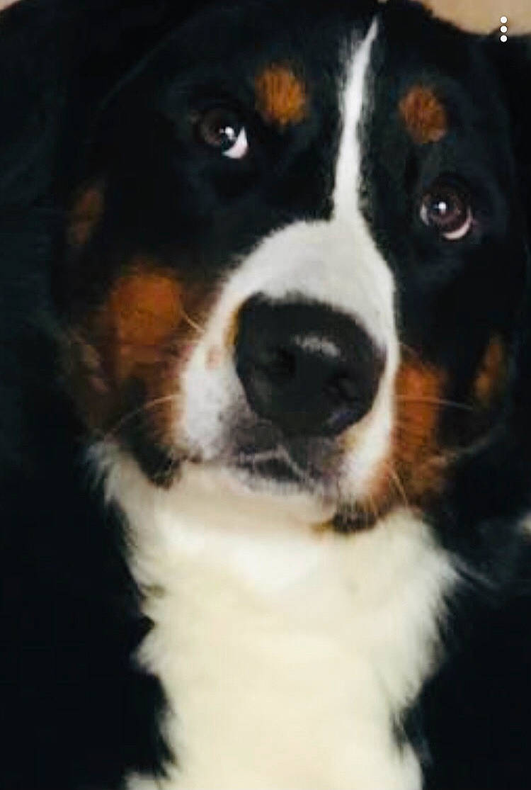 Loka a rejoint le concours — aidez-le/la à gagner de superbes lots ! art, ball, beaglier, bernese_mountain_dog, bored, canidae, carnivore, companion_dog, dog, dog_breed, fur, giant_dog_breed, painting, puppy, snout, sporting_group, terrestrial_animal, whiskers, working_animal, working_dog