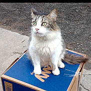 Boo joined the competition — help win amazing prizes! cat, feline, fluffy, white_fur, gray_fur, green_eyes, sitting, animal, pet, whiskers, ears, tail, portrait, outdoor, cardboard_box, blue_box, gravel, pavement, looking_away, cute