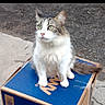 cat, feline, fluffy, white_fur, gray_fur, green_eyes, sitting, animal, pet, whiskers, ears, tail, portrait, outdoor, cardboard_box, blue_box, gravel, pavement, looking_away, cute
