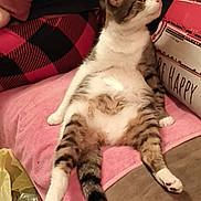 Mofo is registered to the contest to win money with this photo: cat, tabby, white_fur, pet, animal, lying_down, relaxed, belly, paws, tail, striped_fur, pink_blanket, couch, pillow, indoor, home, portrait, cute, funny_pose, resting