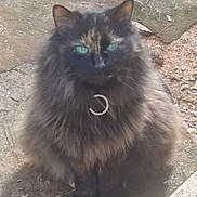 Turtle is registered to the contest to win money with this photo: cat, black_cat, fluffy, long_hair, green_eyes, sitting, outdoor, dirt, ground, animal, pet, feline, whiskers, ears, fur, portrait, front_view, natural_light, wood, shaggy