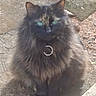 cat, black_cat, fluffy, long_hair, green_eyes, sitting, outdoor, dirt, ground, animal, pet, feline, whiskers, ears, fur, portrait, front_view, natural_light, wood, shaggy