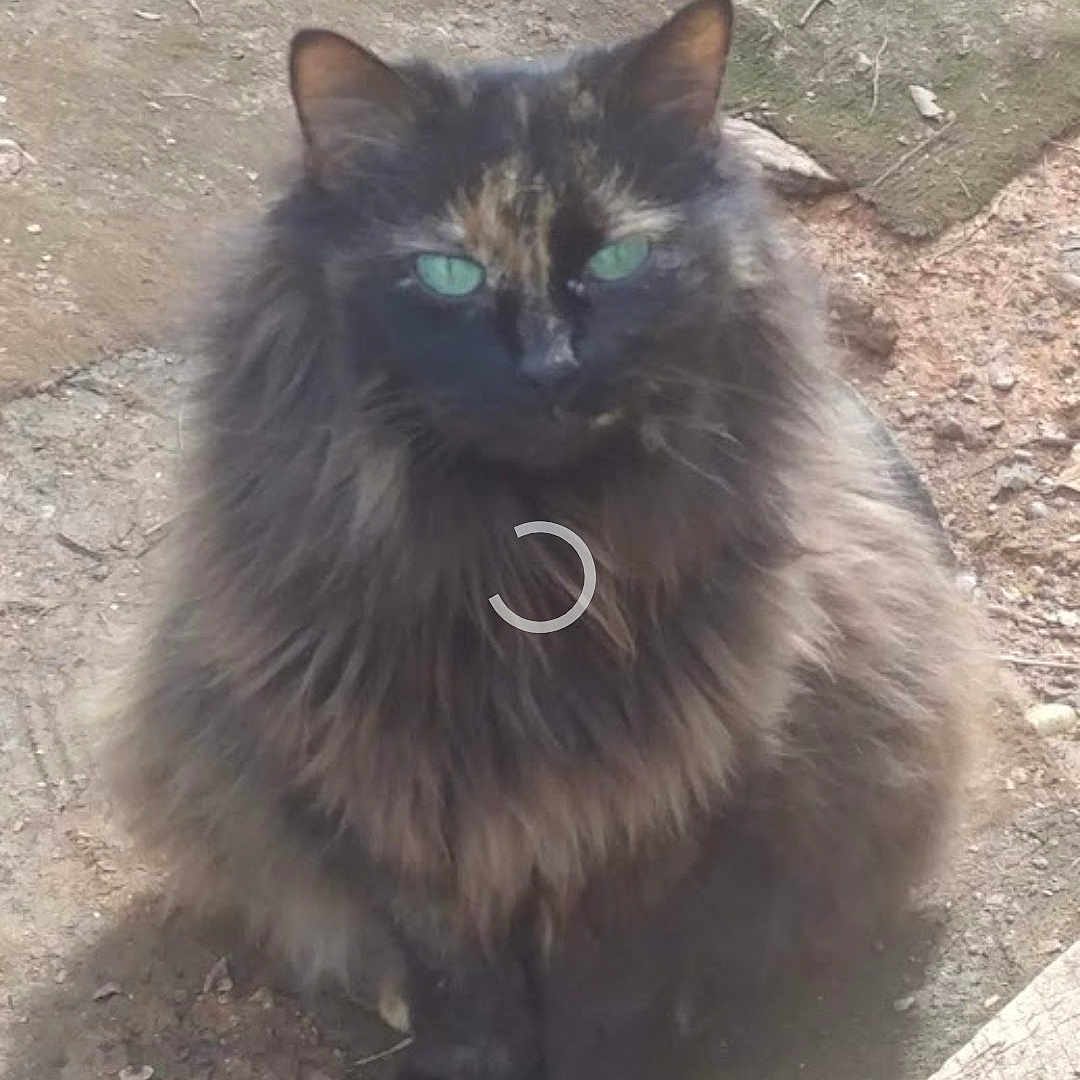 Turtle is registered to the contest to win money with this photo: cat, black_cat, fluffy, long_hair, green_eyes, sitting, outdoor, dirt, ground, animal, pet, feline, whiskers, ears, fur, portrait, front_view, natural_light, wood, shaggy