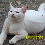 Litmama is registered to the contest to win money with this photo: cat, white_cat, animal, pet, feline, outdoor, dirt, ground, lying_down, sitting, white_animal, tail, ears, whiskers, pink_nose, portrait, backyard, text_overlay, yellow_text, funny