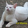 cat, white_cat, animal, pet, feline, outdoor, dirt, ground, lying_down, sitting, white_animal, tail, ears, whiskers, pink_nose, portrait, backyard, text_overlay, yellow_text, funny