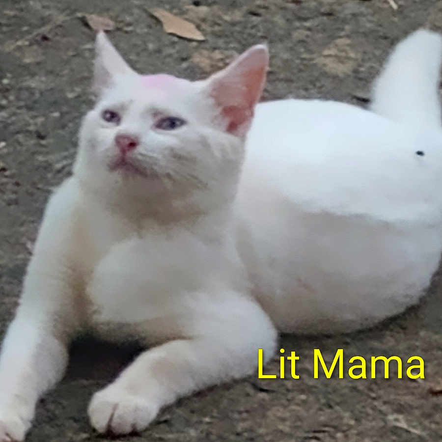 Litmama