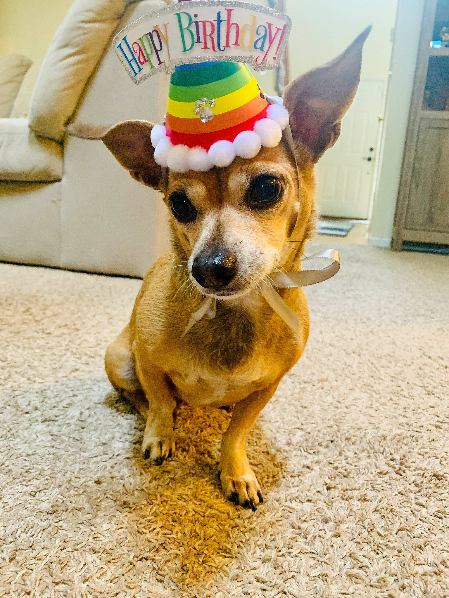 Cherry joined the competition — help win amazing prizes! canidae, carnivore, collar, companion_dog, costume_hat, dog, dog_breed, dog_clothes, dog_supply, fashion_accessory, fawn, flooring, fur, home_appliance, party_hat, paw, snout, sporting_group, whiskers, working_animal