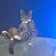 Missy is registered to the contest to win money with this photo: cat, tabby_cat, feline, pet, animal, sitting, couch, indoor, blue_wall, relaxed, paw, tail, striped, fur, domestic_animal, furniture, lazy, household, resting, cute