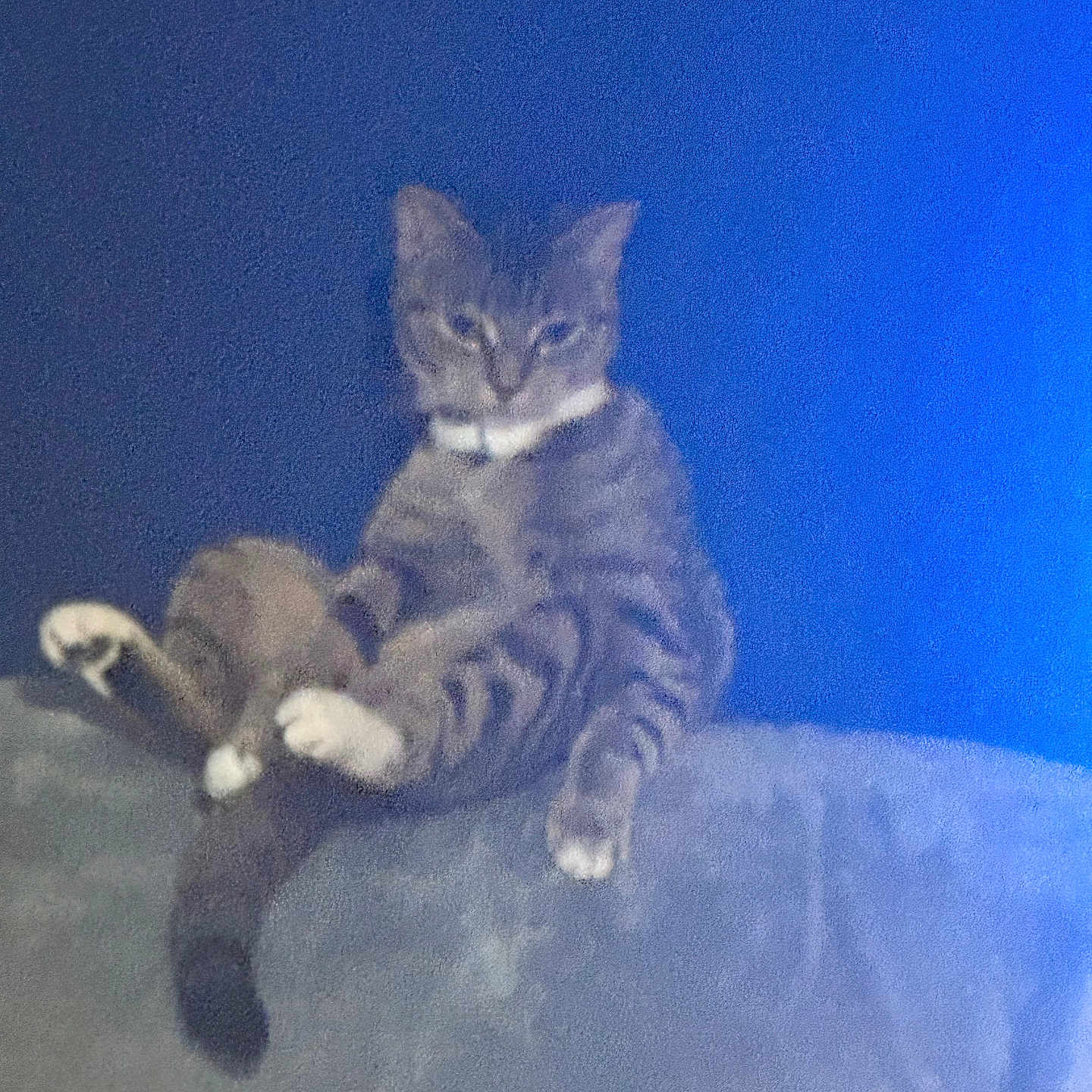 Missy is registered to the contest to win money with this photo: animal, blue_wall, cat, couch, cute, domestic_animal, feline, fur, furniture, household, indoor, lazy, paw, pet, relaxed, resting, sitting, striped, tabby_cat, tail