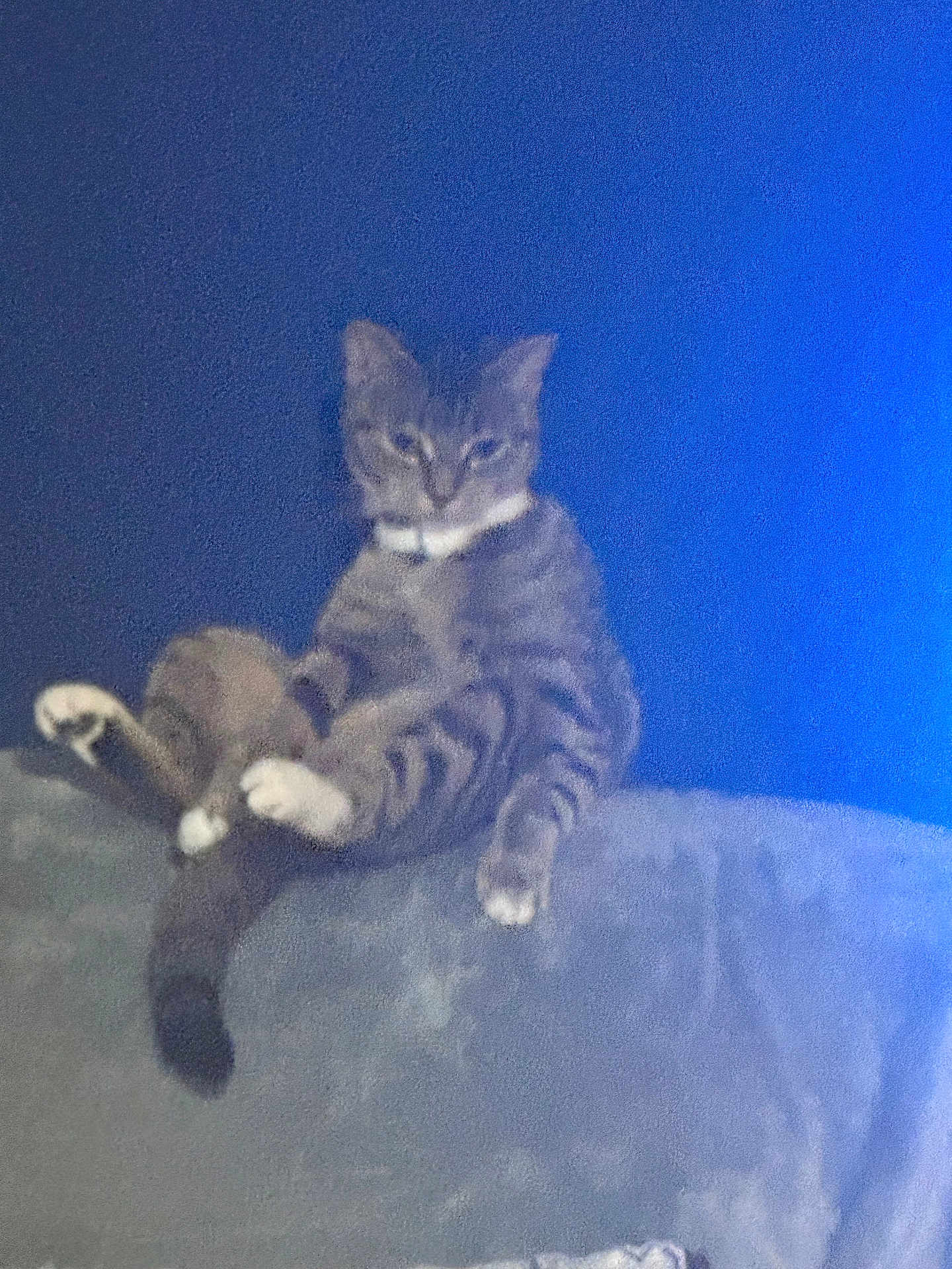 Missy is registered to the contest to win money with this photo: cat, tabby_cat, feline, pet, animal, sitting, couch, indoor, blue_wall, relaxed, paw, tail, striped, fur, domestic_animal, furniture, lazy, household, resting, cute