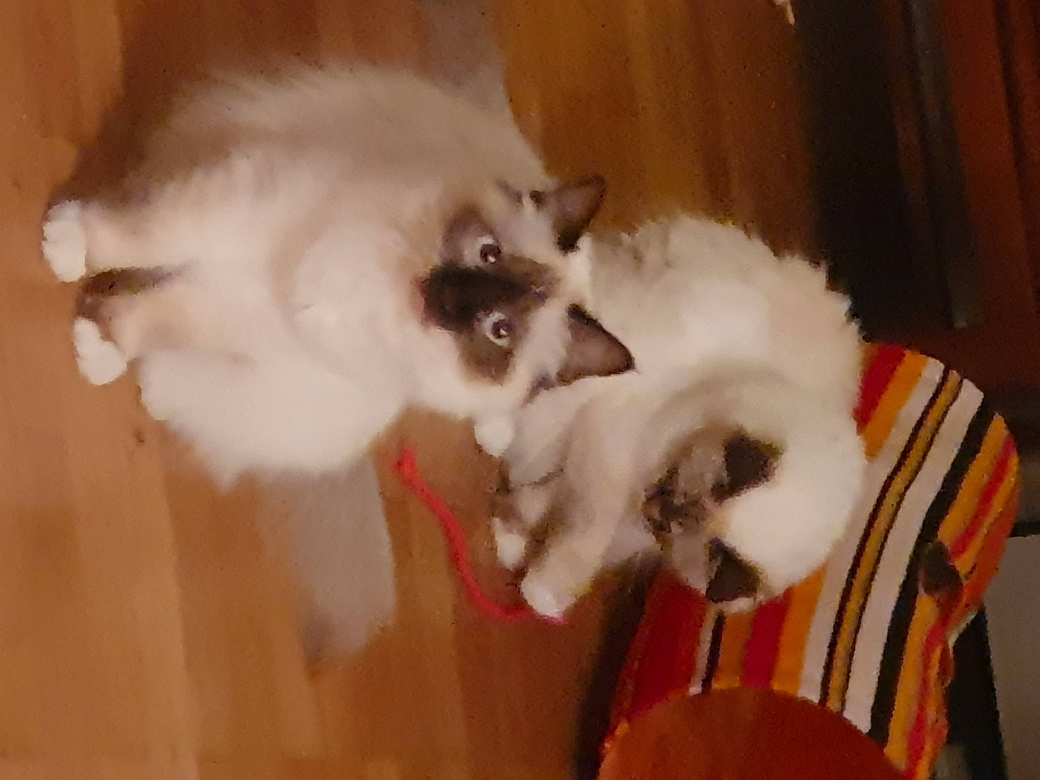 Praline a rejoint le concours — aidez-le/la à gagner de superbes lots ! balinese, carnivore, cat, chair, comfort, companion_dog, eye, fawn, felidae, fur, hardwood, musical_instrument, paw, plant, siamese, small_to_medium_sized_cats, snout, tail, whiskers, wood