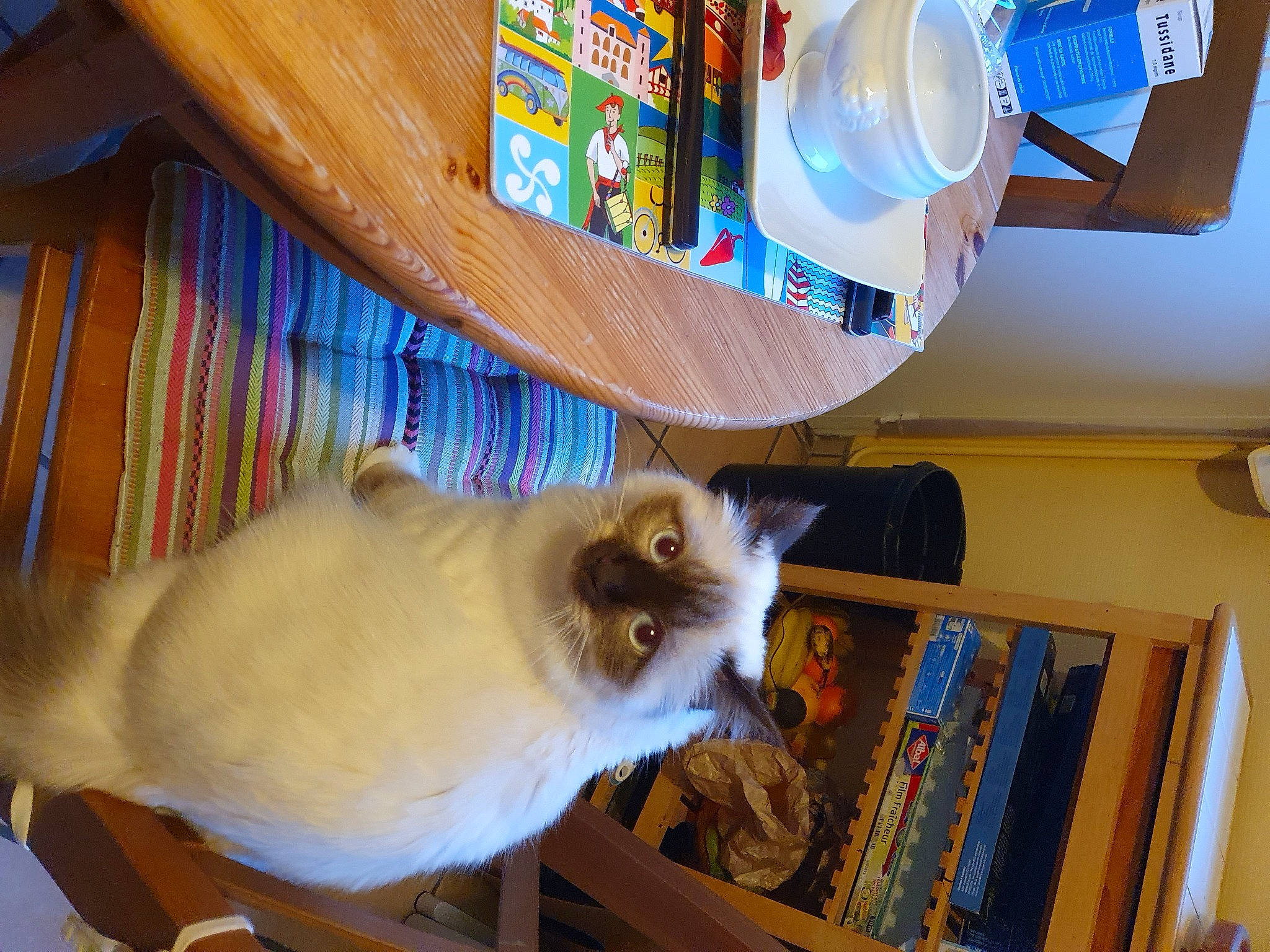 Praline participe au concours pour gagner de l'argent avec cette photo : balinese, birman, bookcase, carnivore, cat, fawn, felidae, fur, hardwood, publication, room, shelf, shelving, siamese, small_to_medium_sized_cats, tail, whiskers, wood, wood_stain