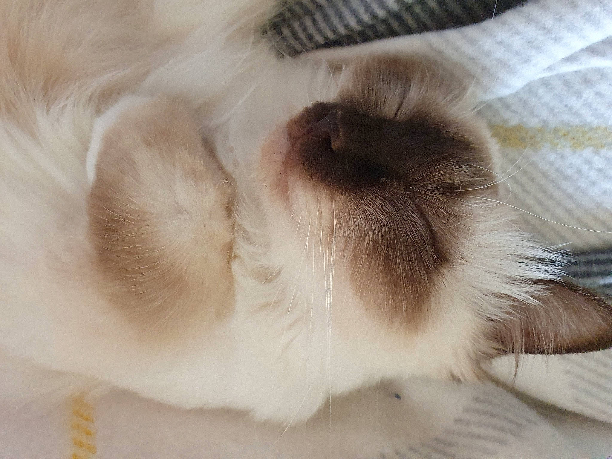 Praline participe au concours pour gagner de l'argent avec cette photo : balinese, carnivore, cat, claw, comfort, companion_dog, dog_breed, ear, eyelash, fawn, felidae, fur, nap, paw, sleep, small_to_medium_sized_cats, snout, sporting_group, tail, whiskers