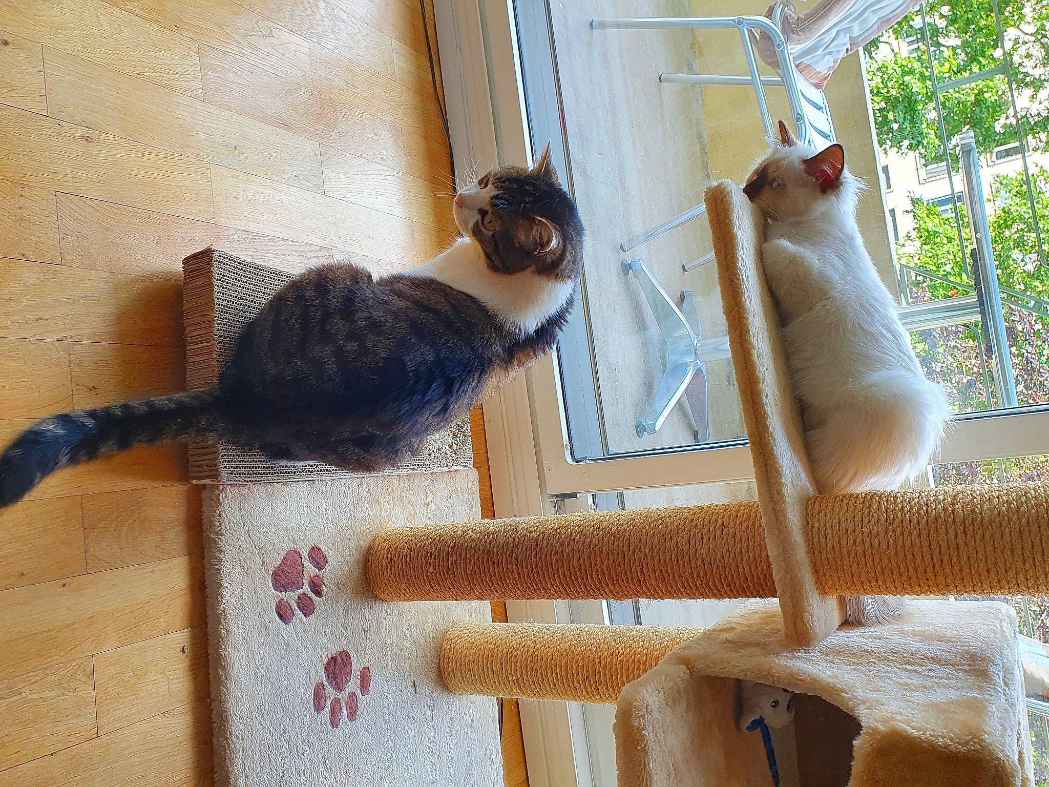 Kouskous a rejoint le concours — aidez-le/la à gagner de superbes lots ! carnivore, cat, cat_supply, chair, comfort, creative_arts, domestic_short_haired_cat, fawn, felidae, flooring, fur, hardwood, mammal, pet_supply, small_to_medium_sized_cats, tail, textile, vertebrate, window, wood