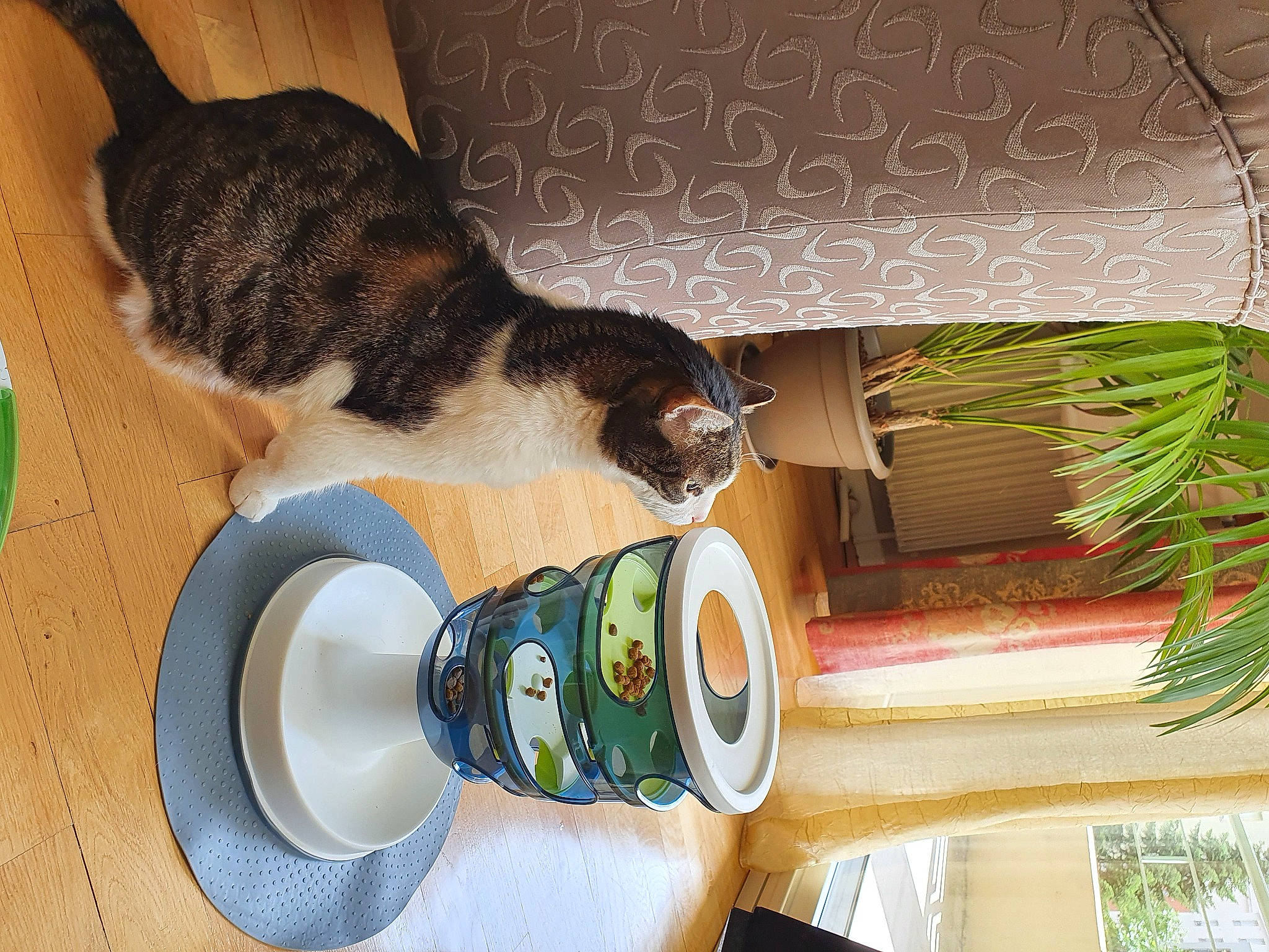 Kouskous participe au concours pour gagner de l'argent avec cette photo : carnivore, cat, cat_supply, circle, comfort, domestic_short_haired_cat, felidae, food, fur, hardwood, pet_supply, room, serveware, small_to_medium_sized_cats, sporting_group, tableware, tail, textile, whiskers, wood