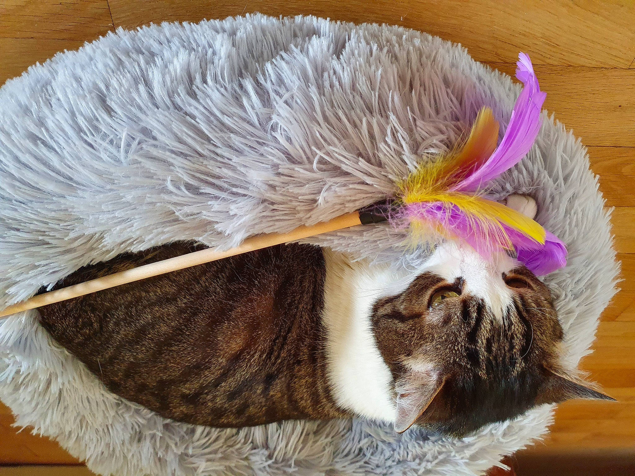 Kouskous participe au concours pour gagner de l'argent avec cette photo : animal_product, cap, claw, costume_hat, fashion_accessory, fawn, feather, felidae, fur, hair_accessory, hat, natural_material, plush, snout, tail, terrestrial_animal, thread, whiskers, wildlife, wool