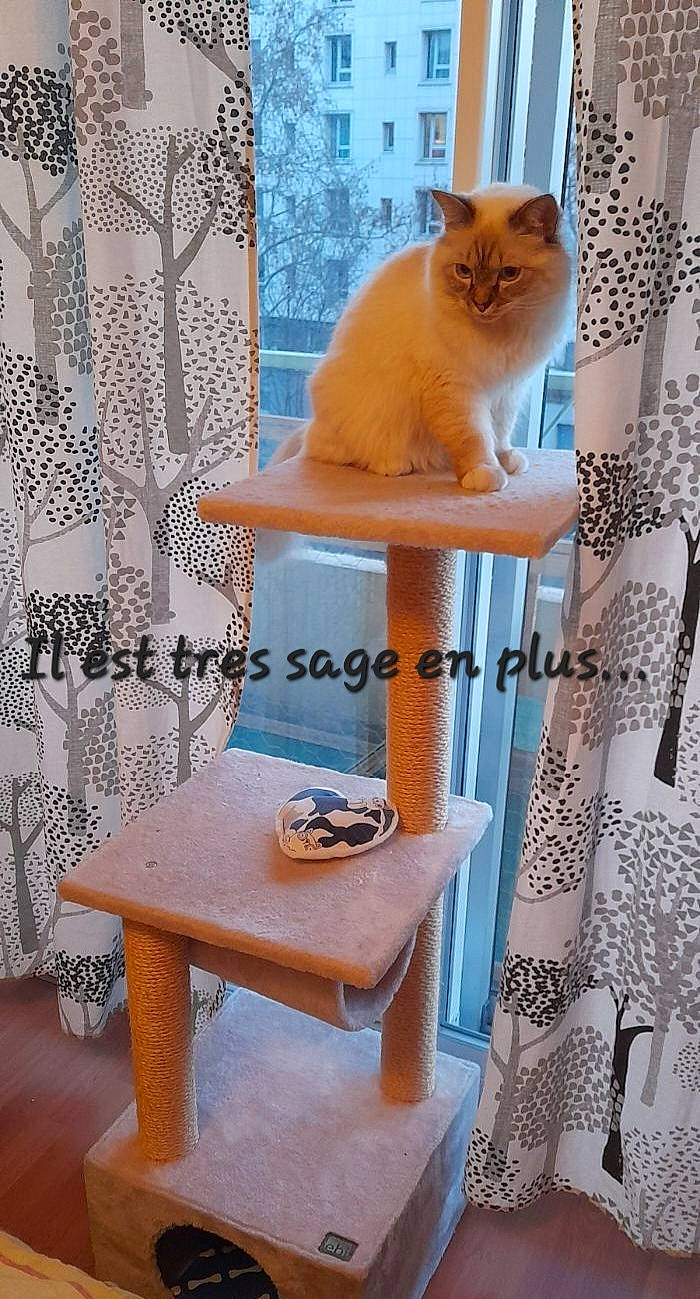 Nougat a rejoint le concours — aidez-le/la à gagner de superbes lots ! carnivore, cat, cat_supply, comfort, domestic_short_haired_cat, fawn, felidae, fur, linens, orange, pattern, pet_supply, room, shelf, shelving, small_to_medium_sized_cats, tail, whiskers, window, wood