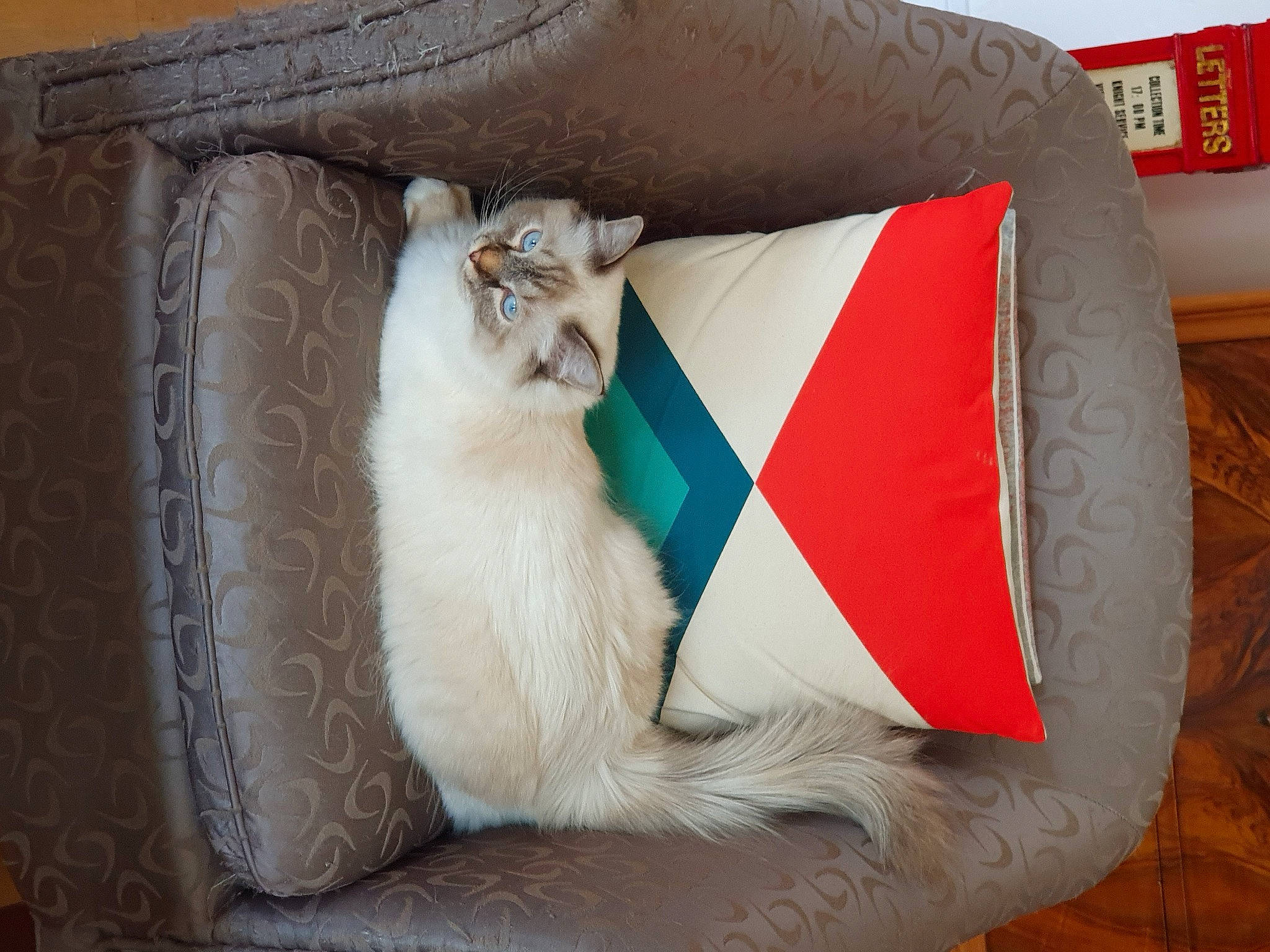 Nougat a rejoint le concours — aidez-le/la à gagner de superbes lots ! bag, bean_bag, carnivore, cat, cat_bed, cat_supply, comfort, couch, domestic_short_haired_cat, fawn, felidae, fur, linens, nap, paw, pet_supply, small_to_medium_sized_cats, tail, throw_pillow, whiskers