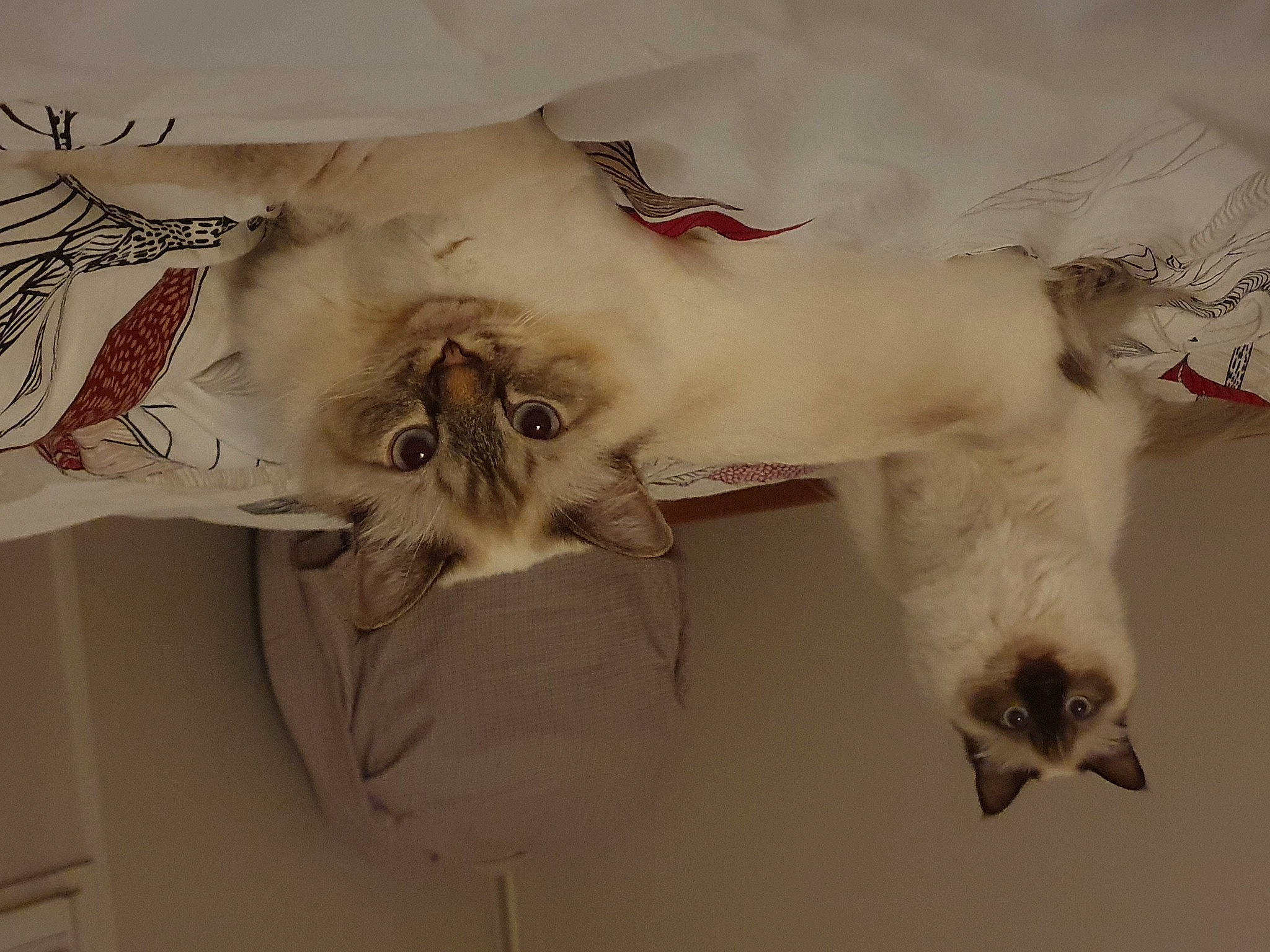 Nougat participe au concours pour gagner de l'argent avec cette photo : art, canidae, carnivore, cat, dog_breed, fawn, feather, felidae, fur, goats, pattern, paw, small_to_medium_sized_cats, tail, visual_arts, whiskers, wing