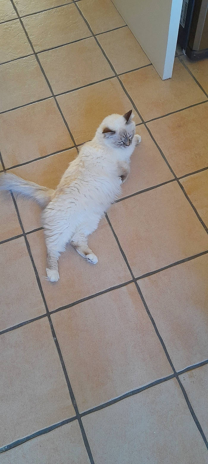 Nougat a rejoint le concours — aidez-le/la à gagner de superbes lots ! carnivore, cat, companion_dog, composite_material, dog_breed, fawn, felidae, floor, flooring, fur, hardwood, line, road_surface, small_to_medium_sized_cats, snout, tail, tile, tile_flooring, whiskers, wood