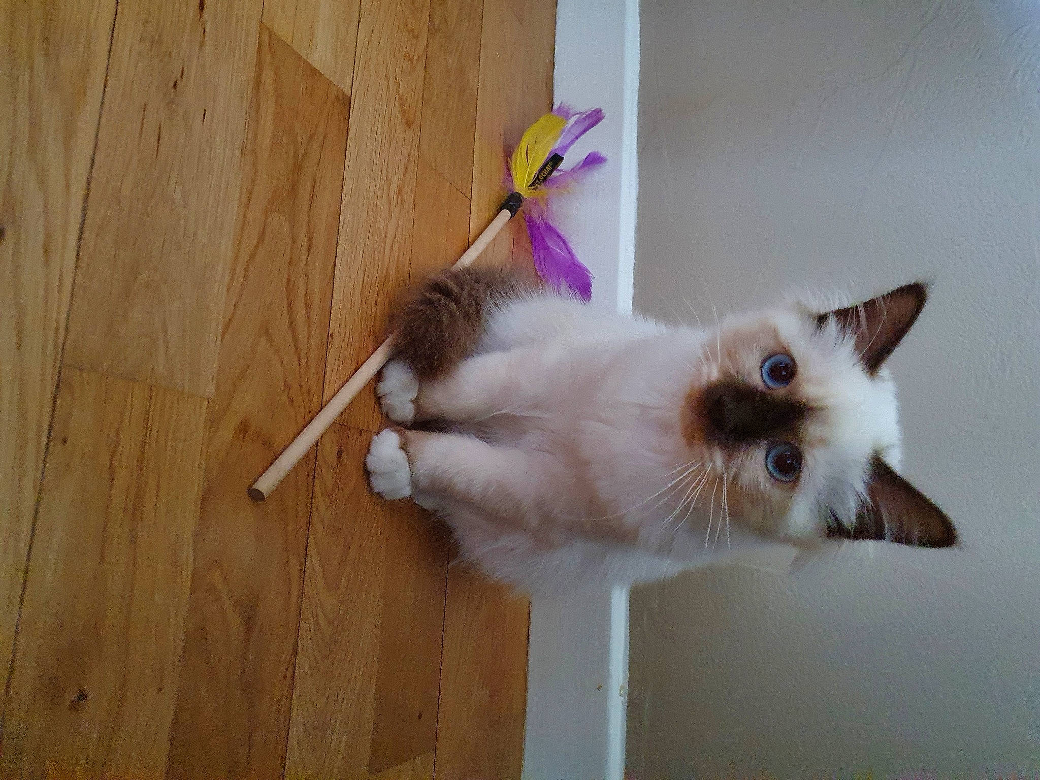 Praline a rejoint le concours — aidez-le/la à gagner de superbes lots ! carnivore, cat, collar, fawn, felidae, flooring, fur, hardwood, iris, paw, plank, plant, small_to_medium_sized_cats, snout, tail, varnish, whiskers, window, wood, wood_stain