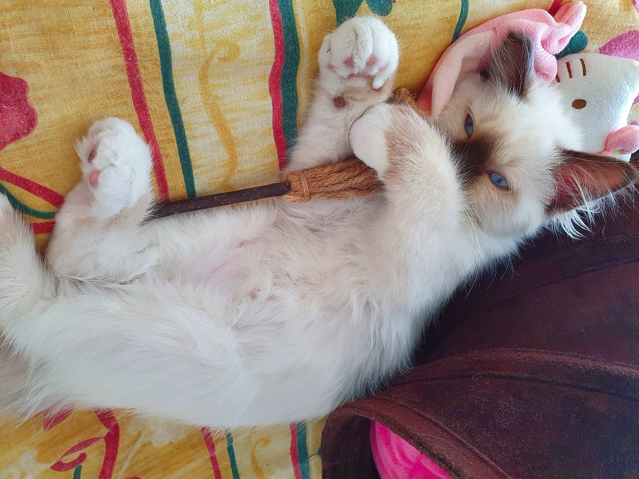 Praline a rejoint le concours — aidez-le/la à gagner de superbes lots ! bed, canidae, carnivore, cat, comfort, companion_dog, couch, dog_breed, domestic_short_haired_cat, fawn, felidae, foot, fur, lap, leg, mammal, paw, small_to_medium_sized_cats, tail, whiskers