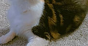 Mario joined the competition — help win amazing prizes! animal, black_fur, calico_cat, carpet, cat, cute, feline, fluffy, green_eyes, home, indoor, lying_down, orange_fur, pet, pink_nose, portrait, relaxed, stretched_paw, whiskers, white_fur