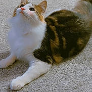 Mario joined the competition — help win amazing prizes! animal, black_fur, calico_cat, carpet, cat, ears, feline, fluffy, green_eyes, home, indoor, lying_down, orange_fur, paw, pet, portrait, relaxed, tail, whiskers, white_fur