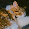 Mario is registered to the contest to win money with this photo: animal, cat, close_up, cuddly, dark_background, ears, eyes, fluffy, fur, grooming, indoor, kitten, orange_and_white, pet, photography, portrait, relaxed, sleepy, soft, whiskers