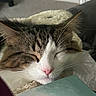 Mario joined the competition — help win amazing prizes! animal, book, brown_and_white, cat, close_up, cozy, cushion, feline, fur, home, indoors, peaceful, pet, pink_nose, portrait, relaxed, resting, sleeping, soft_lighting, whiskers