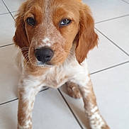 Arthur participe au concours pour gagner de l'argent avec cette photo : puppy, dog, brown, white, spots, floor, tile, stairs, indoors, pet, animal, young, cute, fur, ears, face, nose, whiskers, legs, resting