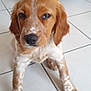 puppy, dog, brown, white, spots, floor, tile, stairs, indoors, pet, animal, young, cute, fur, ears, face, nose, whiskers, legs, resting