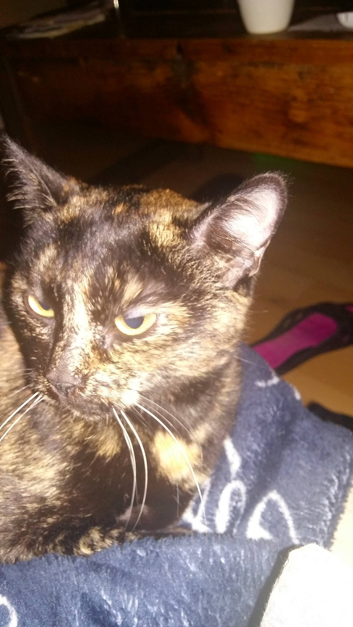 Ysiris participe au concours pour gagner de l'argent avec cette photo : american_shorthair, asian, carnivore, cat, devon_rex, domestic_short_haired_cat, ear, european_shorthair, felidae, german_rex, kitten, mammal, oriental_longhair, small_to_medium_sized_cats, snout, tabby_cat, vertebrate, whiskers