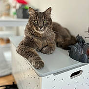 Ptycha participe au concours pour gagner de l'argent avec cette photo : cat, gray_cat, feline, pet, animal, indoor, box, furniture, relaxed, looking_at_camera, whiskers, green_eyes, long_fur, paw, table, home, domestic_cat, resting, portrait, focus