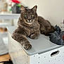 cat, gray_cat, feline, pet, animal, indoor, box, furniture, relaxed, looking_at_camera, whiskers, green_eyes, long_fur, paw, table, home, domestic_cat, resting, portrait, focus