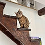 cat, animal, pet, staircase, wood, indoor, curious, fluffy, feline, household, sitting, tilted_head, domestic, brown, furniture, interior, railing, wood_texture, container, box