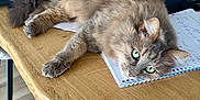 Plume participe au concours pour gagner de l'argent avec cette photo : cat, gray_cat, fluffy_cat, table, wooden_table, notebook, handwritten_notes, green_eyes, indoor, decorative_wallpaper, leaf_pattern, houseplant, black_pouch, relaxed, resting, domestic_cat, fur, whiskers, cozy, home