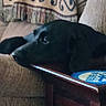 dog, black_dog, resting, table, wooden_table, couch, blanket, indoor, pet, animal, side_view, calm, cozy, furniture, living_room, relaxed, home, domestic_animal, canine, snout