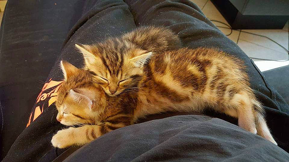 Nami a rejoint le concours — aidez-le/la à gagner de superbes lots ! american_shorthair, asian, bengal, california_spangled, carnivore, cat, domestic_short_haired_cat, dragon_li, european_shorthair, felidae, fur, kitten, mammal, small_to_medium_sized_cats, sokoke, tabby_cat, toyger, vertebrate, whiskers, wild_cat