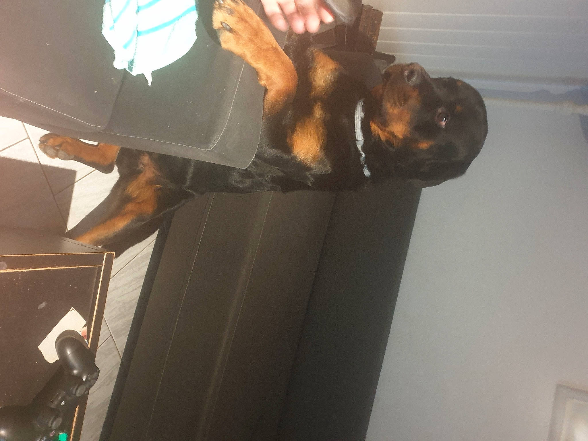 Chopper a rejoint le concours — aidez-le/la à gagner de superbes lots ! arm, hand, leg, textile